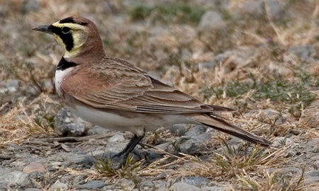 Horned Lark | Outdoor Alabama
